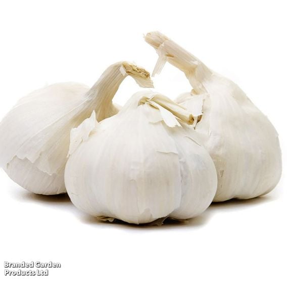 Garlic 'Messidor' (Spring/Autumn Planting)