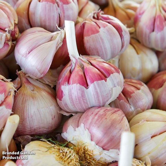 Autumn Onion/Garlic/Shallot Collection