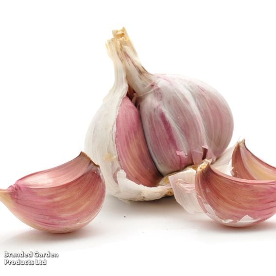 Garlic 'Sultop' (Spring/Autumn Planting)