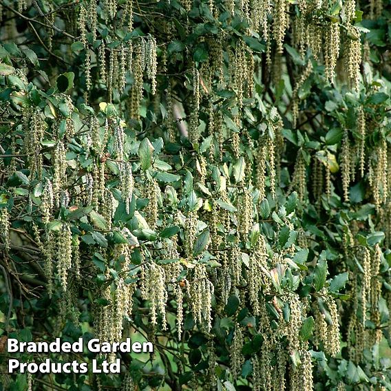 Garrya elliptica