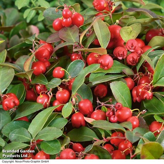 Gaultheria procumbens