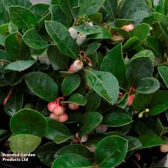 Gaultheria procumbens