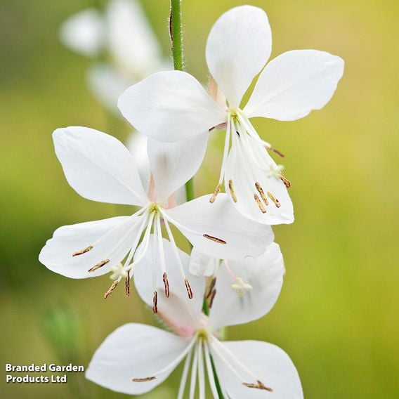 Gaura lindheimeri 'Belleza White'
