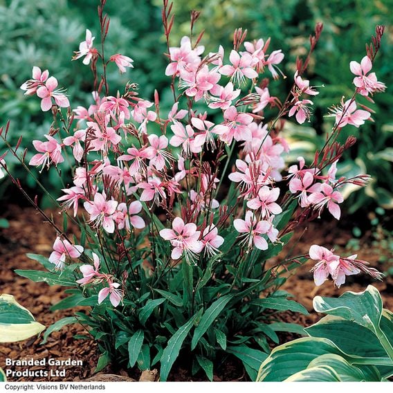 Gaura lindheimeri 'Cherry Brandy'