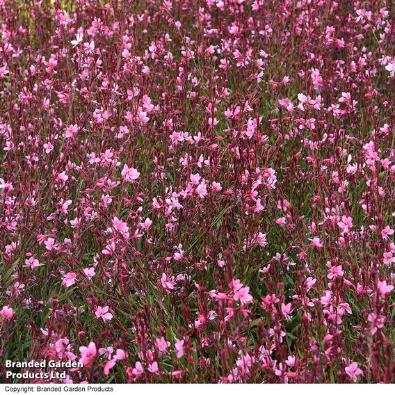 Gaura 'Baby Butterfly Dark Pink'