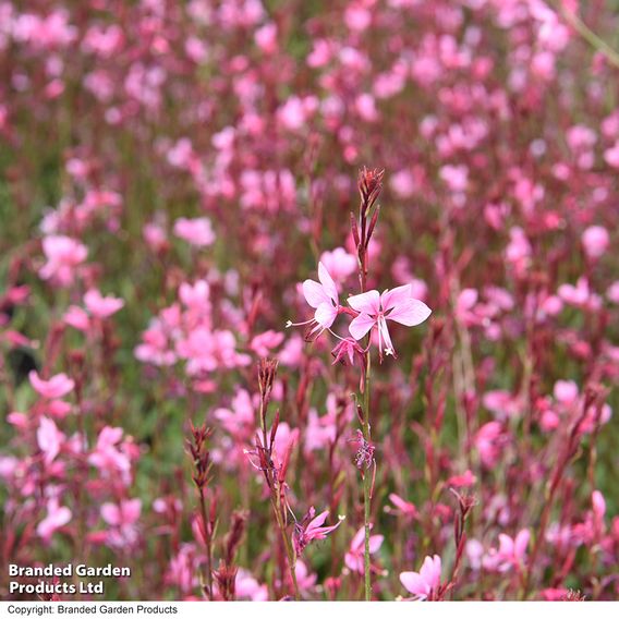 Gaura 'Baby Butterfly Dark Pink'