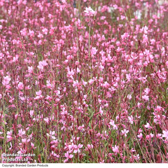 Gaura 'Baby Butterfly Dark Pink'