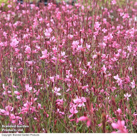 Gaura 'Baby Butterfly Dark Pink'