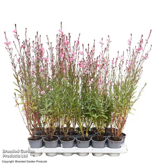 Gaura 'Baby Butterfly Dark Pink'