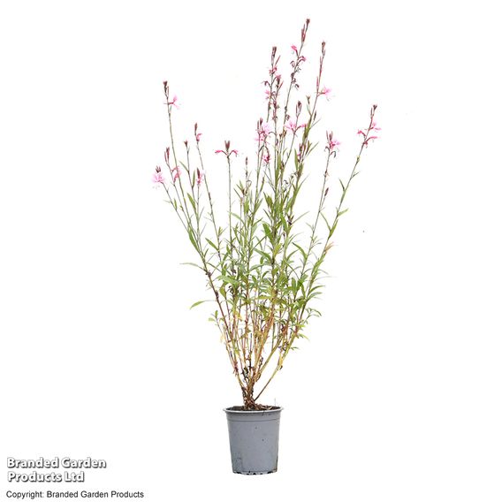Gaura 'Baby Butterfly Dark Pink'