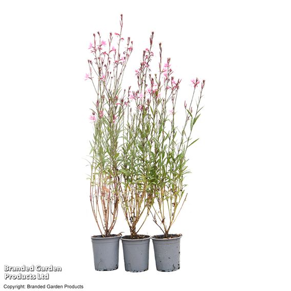 Gaura 'Baby Butterfly Dark Pink'