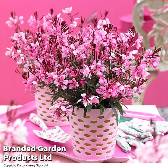 Gaura lindheimeri 'Gaudi Rose'