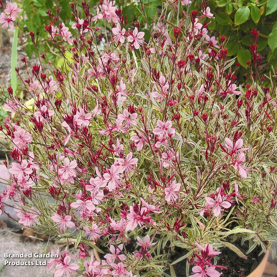 Gaura lindheimeri 'Passionate Rainbow'
