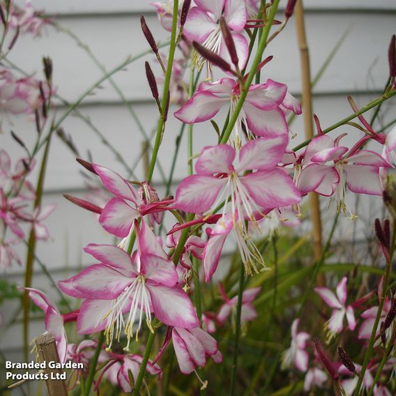 Gaura lindheimeri 'Rosyjane'