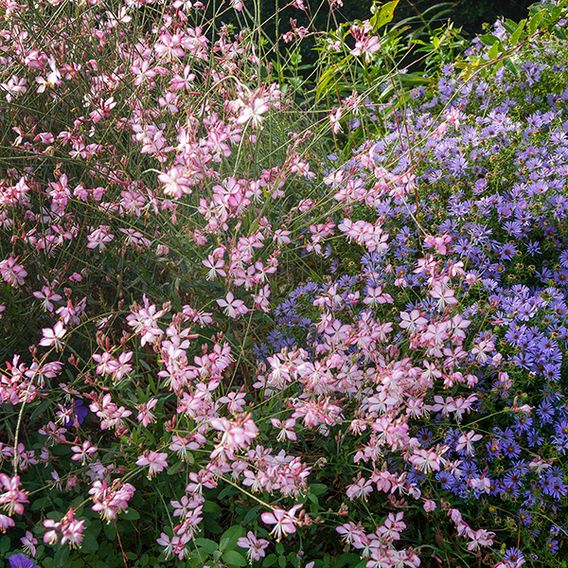 Gaura lindheimeri 'Rosyjane'