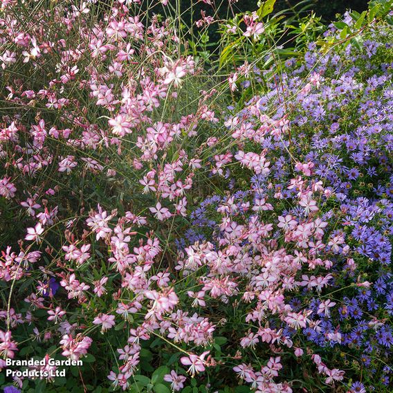 Gaura lindheimeri 'Rosyjane'