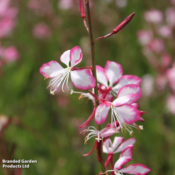 Gaura lindheimeri 'Rosyjane'