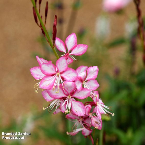 Gaura lindheimeri 'Rosyjane'