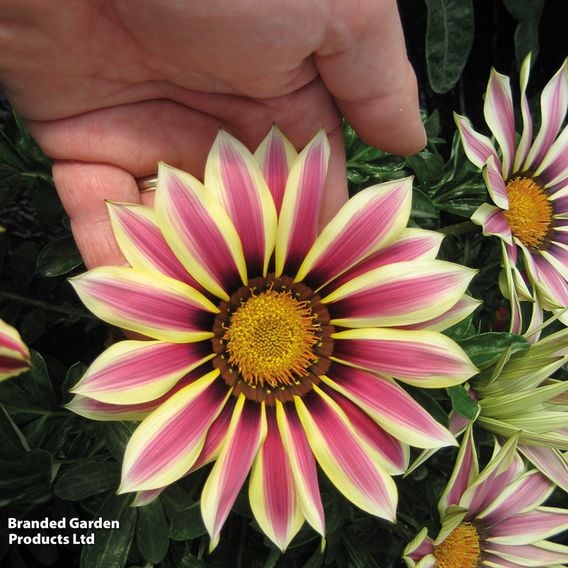 Gazania rigens 'Big Kiss White Flame'