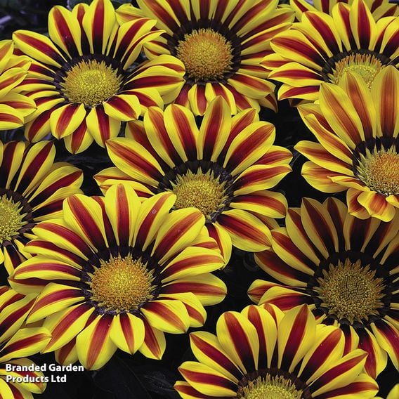 Gazania rigens 'Big Kiss Yellow Flame'