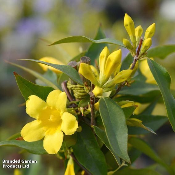 Gelsemium sempervirens