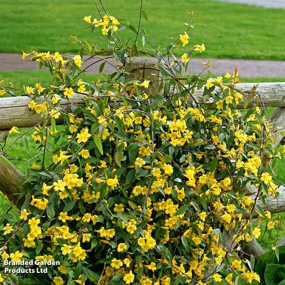 Gelsemium sempervirens