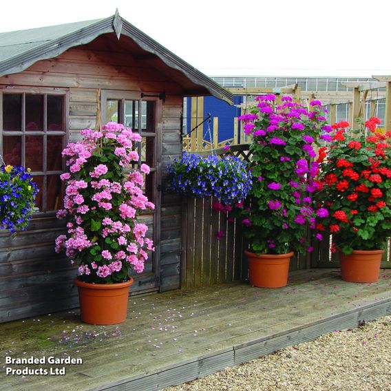 Geranium 'Antik Collection'