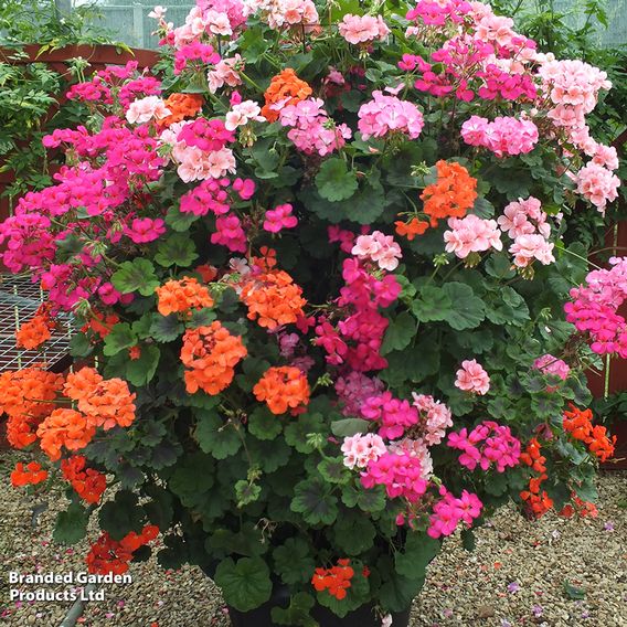 Geranium 'Antik Collection'