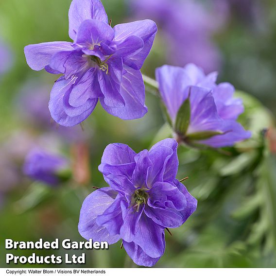 Geranium pratense 'Azure Skies'