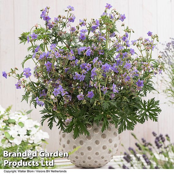 Geranium pratense 'Azure Skies'