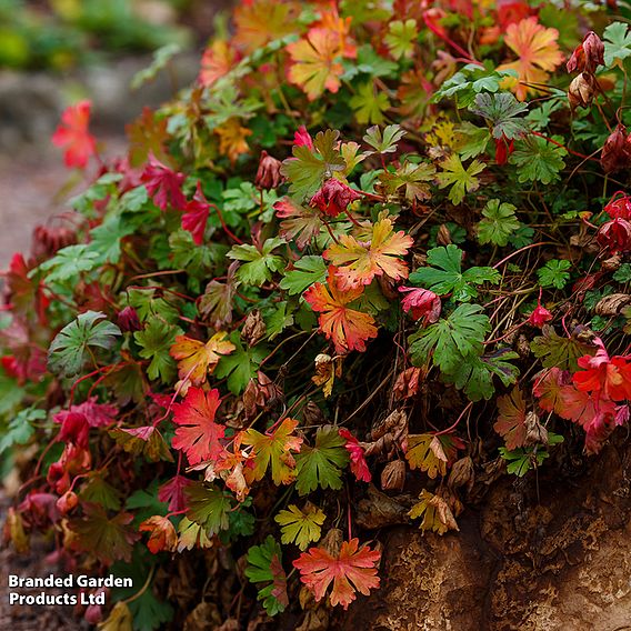 Geranium cantabrigiense 'Biokovo'