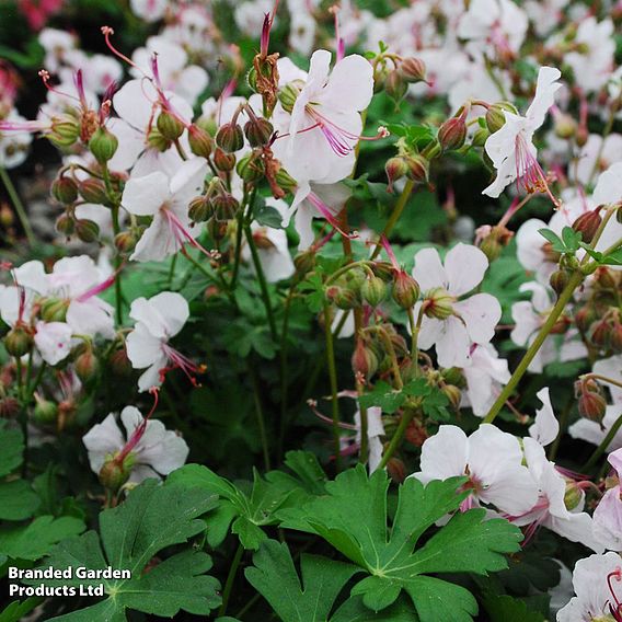 Geranium cantabrigiense 'Biokovo'