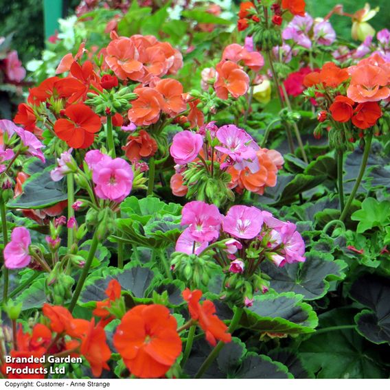  Geranium 'Black Velvet Mix' 