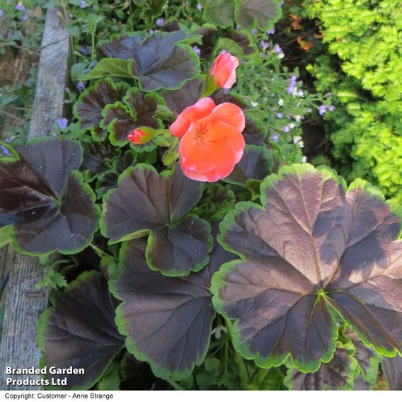  Geranium 'Black Velvet Mix' 