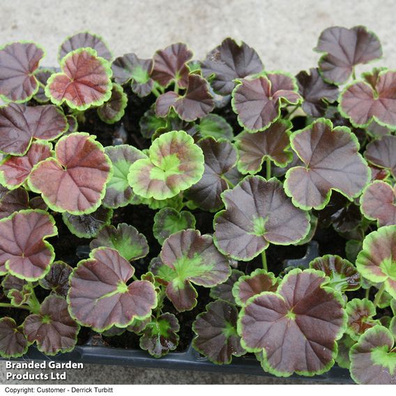  Geranium 'Black Velvet Mix' 