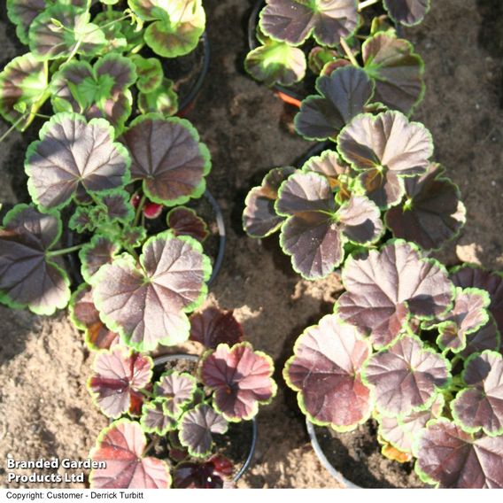  Geranium 'Black Velvet Mix' 