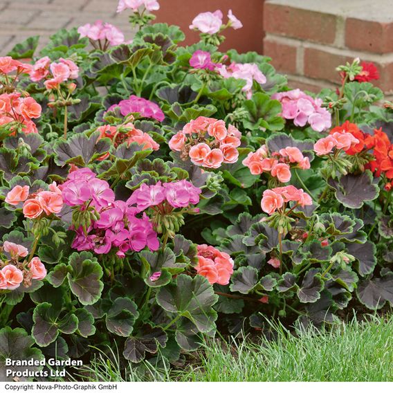  Geranium 'Black Velvet Mix' 