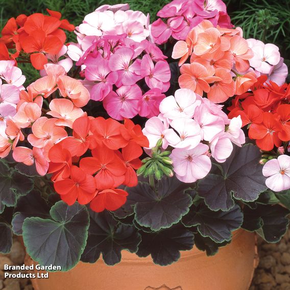  Geranium 'Black Velvet Mix' 