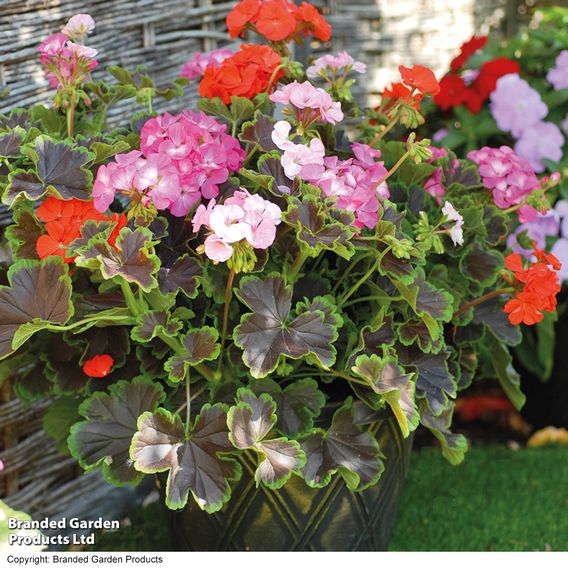  Geranium 'Black Velvet Mix' 