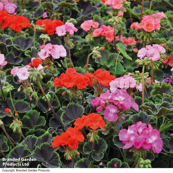  Geranium 'Black Velvet Mix' 