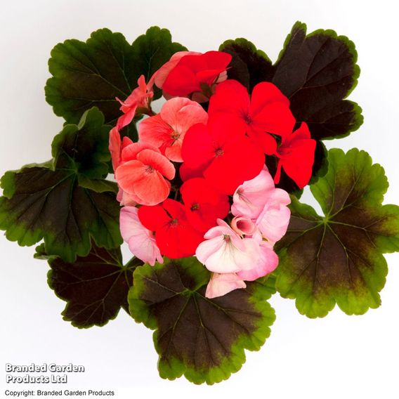  Geranium 'Black Velvet Mix' 