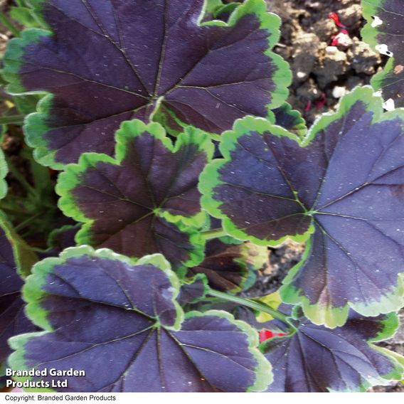  Geranium 'Black Velvet Mix' 