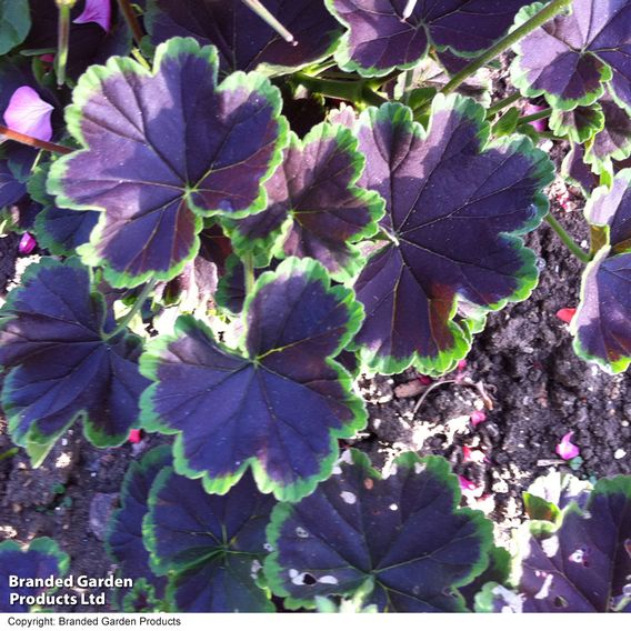  Geranium 'Black Velvet Mix' 