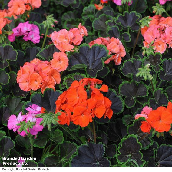  Geranium 'Black Velvet Mix' 