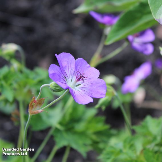 Geranium wallichianum 'Bloom Me Away'