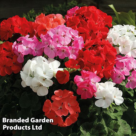 Geranium 'Cabaret Mix'