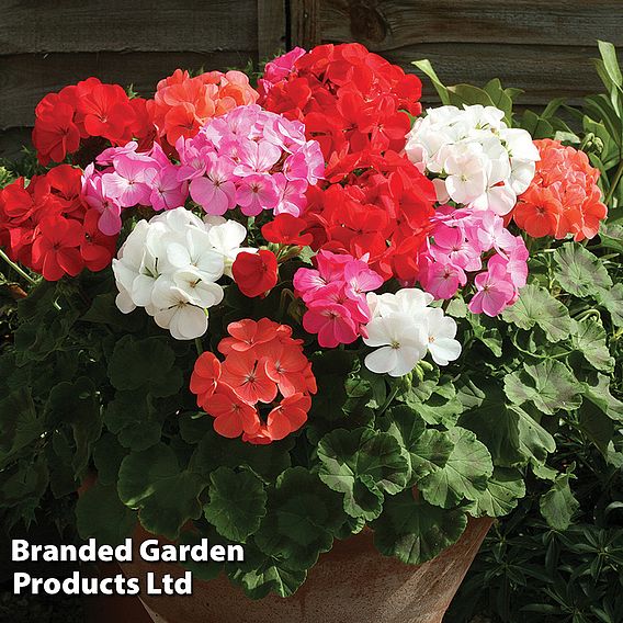 Geranium 'Cabaret Mix'
