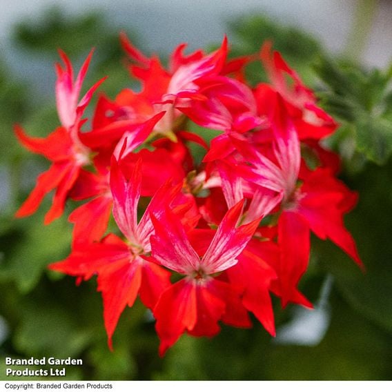 Geranium 'Firework Red-White'