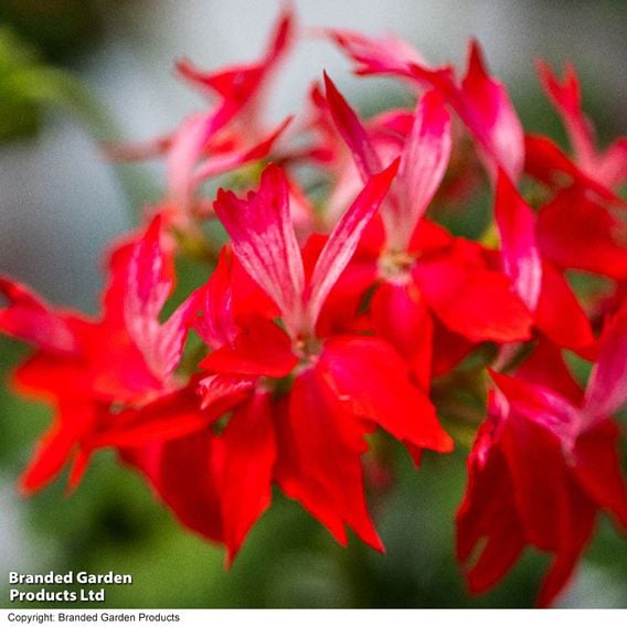 Geranium 'Firework Red-White'