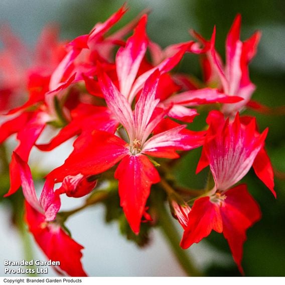 Geranium 'Firework Red-White'